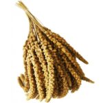 Spighe di panico 1kg, Snack per Uccelli Esotici, Cocorite, Pappagallini, Inseparabili, Canarini e Cardellini