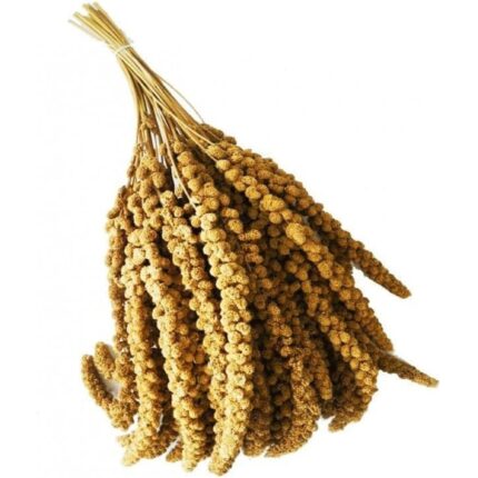 Spighe di panico 3kg, Snack per Uccelli Esotici, Cocorite, Pappagallini, Inseparabili, Canarini e Cardellini