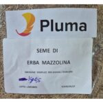 PLUMA - Seme di erba mazzolina 500g