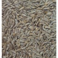 PLUMA - Seme di lattuga bianca 700g - immagine 2